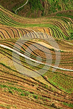 Longji terrace