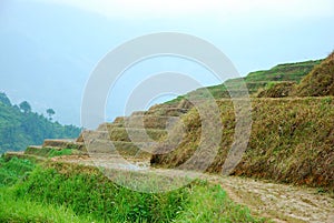 Longji terrace fields in Guilin