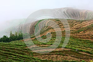 Longji terrace with fog ,Guilin