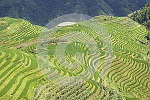 Longji Terraced Rice Fields