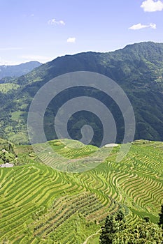 Longji Terraced Rice Fields