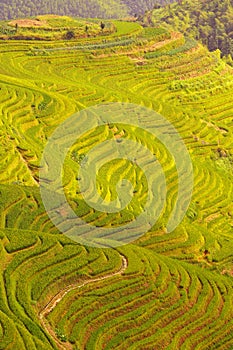Longji terraces rice fields near Guilin, Guangxi, China