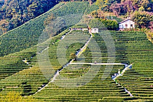 Longjing tea fields mountain