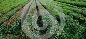 LongJing Tea Plantation