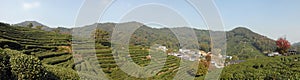 Longjing Tea Village near Hangzhou in Zhejiang Province, China. A panoramic view of the fields.