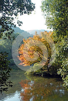 Longjing Tea Village near Hangzhou in Zhejiang Province, China. A pretty lake and trees in fall colors.