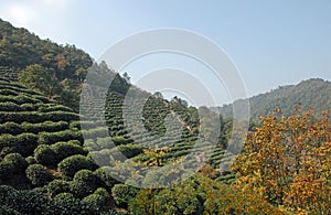 Longjing Tea Village near Hangzhou in Zhejiang Province, China. View of the hills and fields.