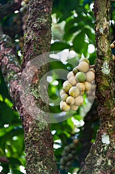 Longkong ( langsat ) on tree