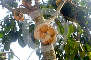 Longkong (langsat) on the tree