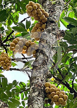 Longkong Longkong pulp Longkong peel Longkong tree Longkong