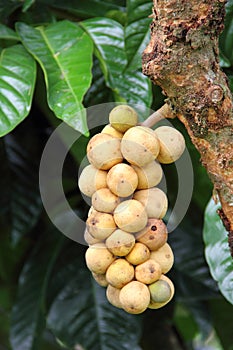Longkong tropical fruit on the tree. Thai Fruit.