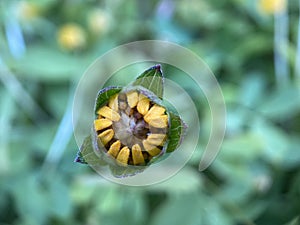 Longleaf Arnica Flower Bud