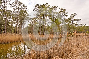 Longleaf Pine along a Coastal Bayou photo