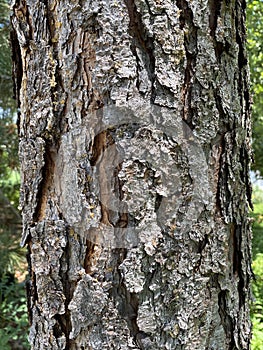 Tree Identification. Tree Bark. Longleaf Pine. Pinus Paulustris photo