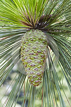 Longleaf pine cone photo