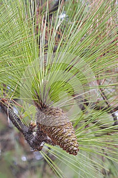 Longleaf pine cone