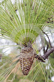 Longleaf pine cone