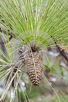 Longleaf pine cone