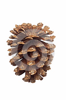 Longleaf pine cone