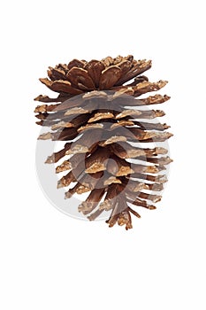 Longleaf pine cone
