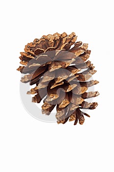 Longleaf pine cone