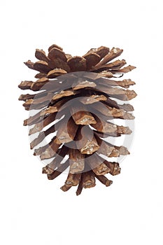 Longleaf pine cone