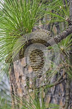 Longleaf pine cones