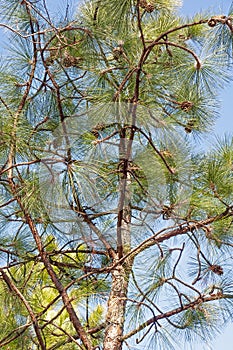 Longleaf pine with cones
