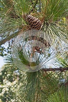 Longleaf pine cones