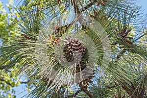 Longleaf pine cones photo