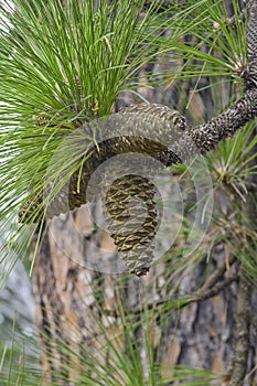Longleaf pine cones