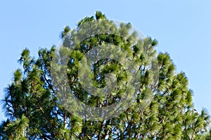 Longleaf pine, the longest leaf in the world.