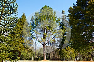 Longleaf pine, the longest leaf in the world.