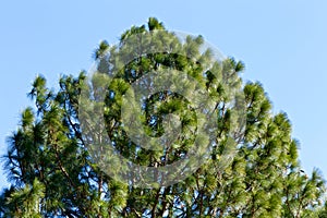 Longleaf pine, the longest leaf in the world. photo