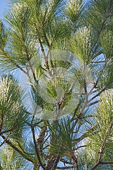 Longleaf pine photo