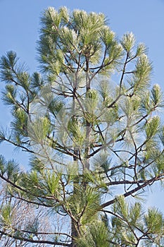 Longleaf pine photo