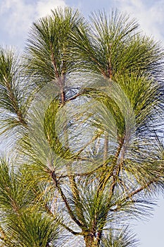 Longleaf pine photo