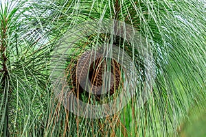 Longleaf pine Pinus palustris cones, multiple, brown - Davie, Florida, USA