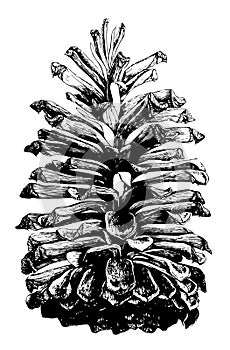 Longleaf Pine Pinus palustris Mill.. Open cone natural size. vintage illustration