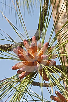 Longleaf pine pollen cones