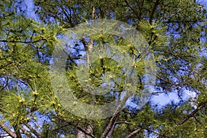 Longleaf Pine with Pollen Cones   821772