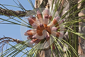 Longleaf pine pollen cones