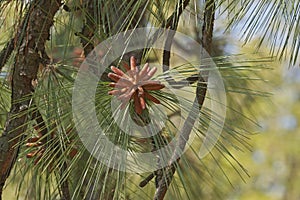 Longleaf pine pollen cones photo