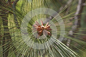 Longleaf pine pollen cones