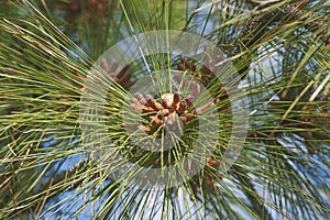 Longleaf pine pollen cones