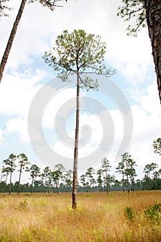 Longleaf Pine Tree Savanna photo