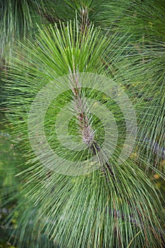 Longleaf pine twig with needles