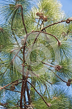 Longleaf pine twigs with cones photo