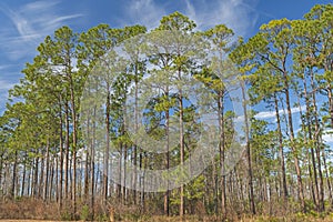 Longleaf pines in the Southeast photo