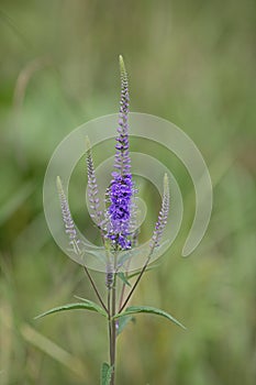 Longleaf speedwell in front of blurry green background